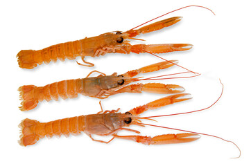 Three Langoustines, raw scampi isolated on white, top view with clipping path