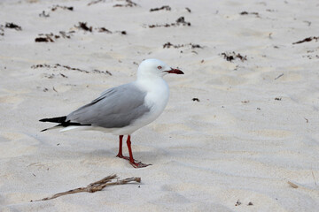 seagull at rottnest island in australia 