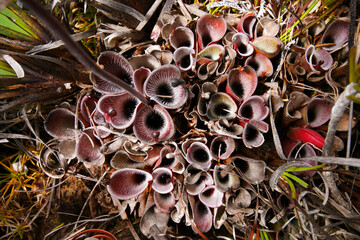 Large plant of Heliamphora pulchella, carnivorous pitcher plant in natural habitat, Amuri Tepui, Venezuela