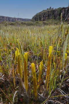 Yellow pitchers of the carnivorous bromeliad Brocchinia reducta, on a plateau of Amuri Tepui, Venezuela