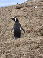 Penguin on Isla Magdalena, Chile
