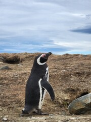 Penguin on Isla Magdalena, Chile