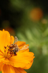 bee on the flower