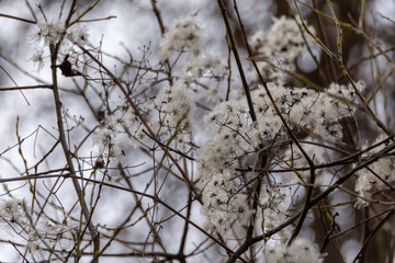Vidalba flowers (Clematis vitalba) in an Andalusian forest in winter