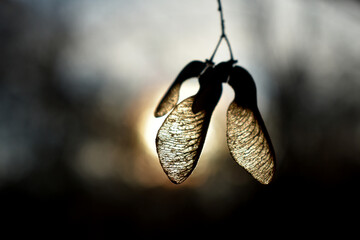 A branch in the sunlight