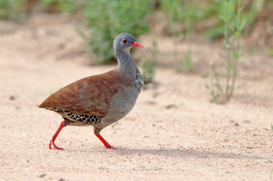 Small-billed Tinamou (Crypturellus parvirostris) walking on a mud road. Brazilian endemic bird difficult to visualize