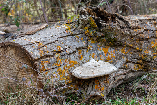 Large white mushroom of the genus Polyporus on the trunk of a fallen tree in the forest