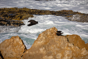 Black Oystercatcher flying off the rocks on the California Coast
