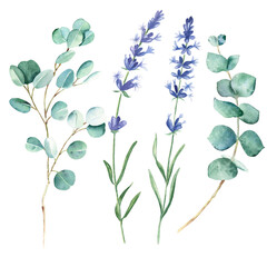 Lavender flowers and eucalyptus isolated on white background. Hand drawn watercolor botanical illustration. Can be used for cards, bouquets, invitations and textile prints.