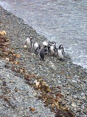 Penguins on Isla Magdalena, Chile