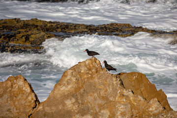 Black Oystercatcher sitting on the rocks of Coastal California