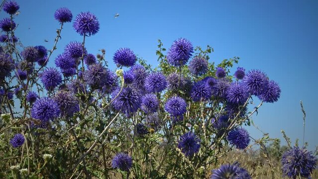 The southern globethistle (Echinops ritro), insects collect nectar and pollen from flowers