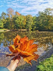 Female hand with orange maple leaves in the park. Bright autumn colors on a sunny day.