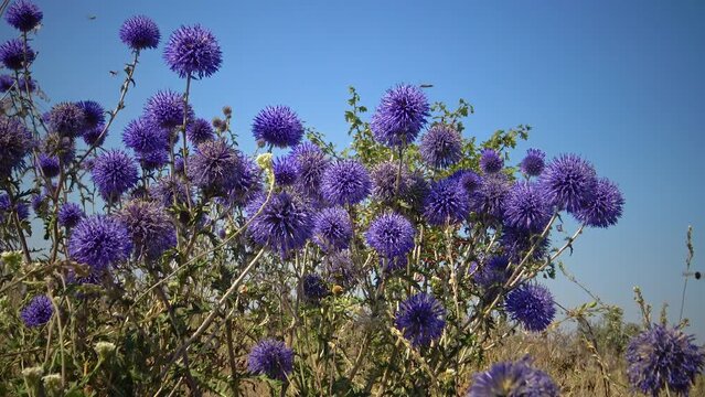 The southern globethistle (Echinops ritro), insects collect nectar and pollen from flowers