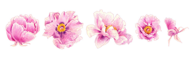 Set of pink peonies hand drawn illustration. Hand painted floral elements. Botanical natural objects isolated on background for your design. © Nataliia