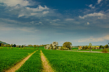 Green fields of young wheat on a spring