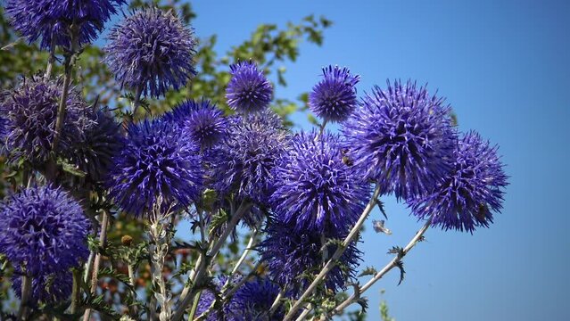 The southern globethistle (Echinops ritro), insects collect nectar and pollen from flowers