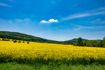 Summer Landscape with Rape Field on the Background of Beautiful. Deutchland.