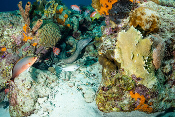 Spotted Moray and Friends