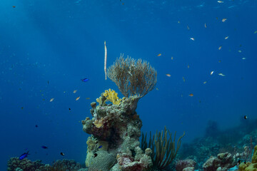 Trumpet Fish