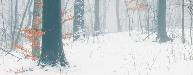 Wide panorama of the snowy forest on a foggy winter day with a tonal perspective with a footprints on the snow.