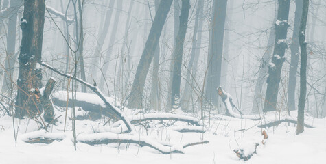 Snowy forest scenery with fallen trees on a foggy winter day with a tonal perspective.