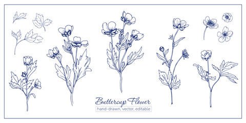 Set of buttercup flowers. Hand-drawn wildflowers for coloring book, magazines, articles.