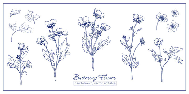 Set of buttercup flowers. Hand-drawn wildflowers for coloring book, magazines, articles.