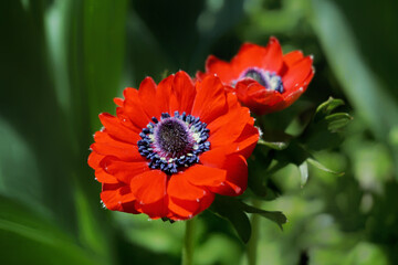 Red flowers. Blossom. Light and shadow. Background. Duke University. Spring vibes.
