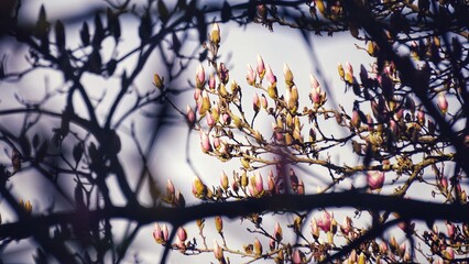 Flowers. Magnolia blossom. Light and shadow. Pink background. Duke University. Spring vibes.