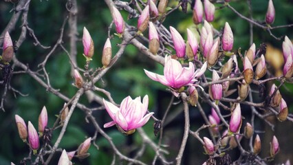 Flowers. Magnolia blossom. Light and shadow. Pink background. Duke University. Spring vibes.