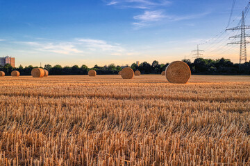 Field of hay bales. Harvesting at the end of the summer.