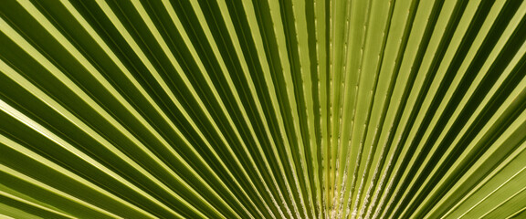 Obraz premium close-up of green palm leaf. Surface leaf green. Palm leaves texture. green color of abstract background 