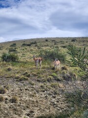 View of guanacos in a field in Torres del Paine National Park, Chile