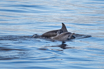 Fototapeta premium La tendresse de la nature : une mère dauphin et son bébé
