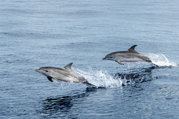 La grâce des dauphins