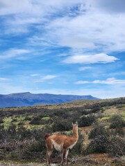 Fototapeta premium View of guanacos in a field beneath the mountains of the Torres in Torres del Paine National Park, Chile