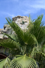 Fototapeta na wymiar palm tree leaves on background of stone rock and blue sky