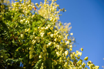Side view of branches with multiple Koelreuteria paniculata known also as Goldenrain tree - defocused blur blue sky background