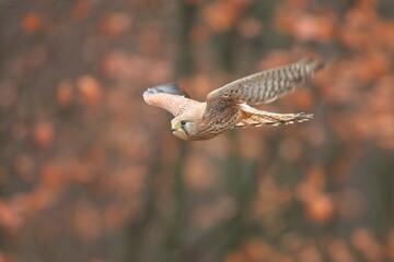 Falco tinnunculus, , common kestrel, Poštolka obecná in the flight