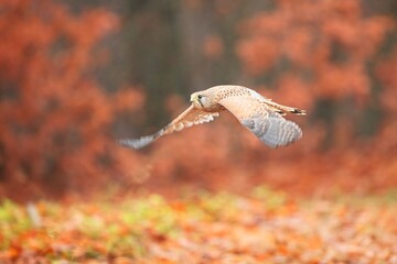 Falco tinnunculus, , common kestrel, Poštolka obecná in the flight