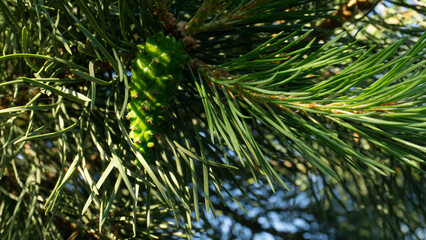 Pine branch in the sun. Selective focus. Pine needles in summer in macro.