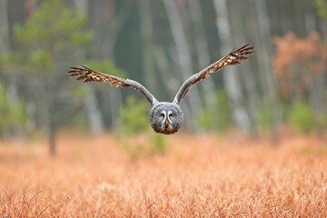 Strix nebulosa, Great grey owl
Puštík vousatý in fte flight