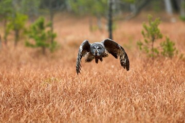 Strix nebulosa, Great grey owl
Puštík vousatý in fte flight