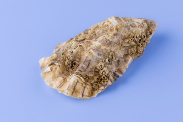 oyster shell empty close-up macro