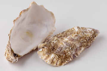 oyster shell empty close-up macro