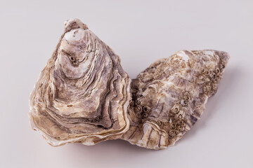 oyster shell empty close-up macro