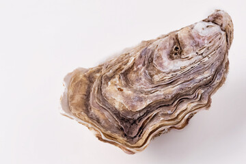 oyster shell empty close-up macro
