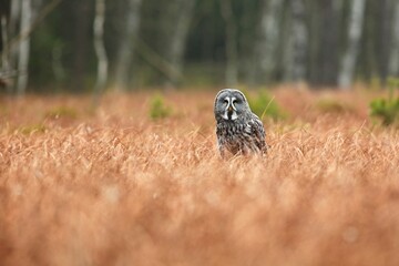 Strix nebulosa, Great grey owl
Puštík vousatý in fte flight