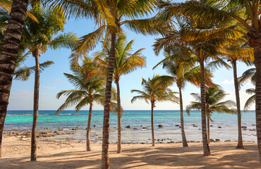 Fototapeta na wymiar Beautiful beach with coconut palm trees on a sunny day.